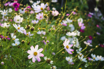 colored flowers in green summer garden