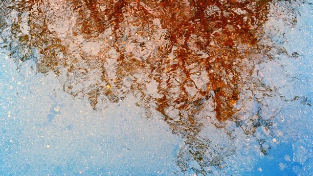 Colorful Tree Reflection