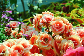 Flowers, beautiful flowers of 