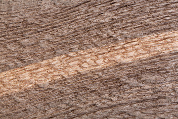 Petrified wood (bog oak) texture.