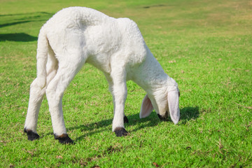 Naklejka premium Lamb grazing.