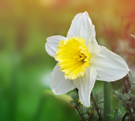 Fototapeta premium daffodil