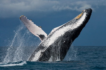 Jump humpback whale. Madagascar. Waters of the island of St. Mary.	