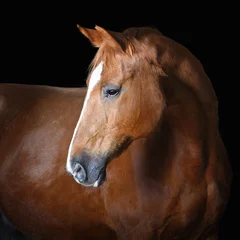 Photo sur Plexiglas Léquitation Portrait of red horse, isolated on black