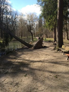 entwurzelter Baum