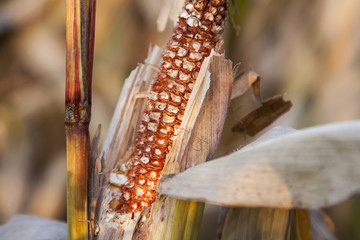 Field corn, corn on the cob with golden seeds © gashgeron