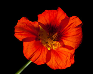Tropaeolum majus ,garden nasturtium