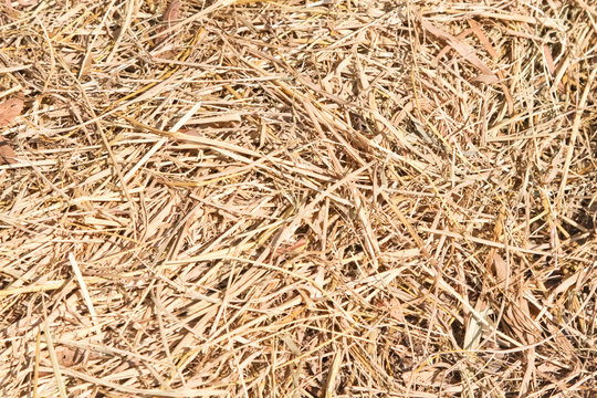 Dry Straw Texture background