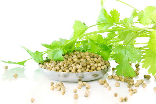 Coriander Leaves And Seeds In Pure White Background