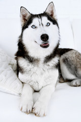 Beautiful cute husky lying on sofa in white room