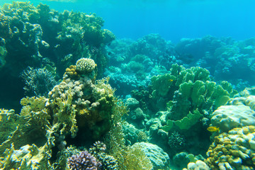 Fototapeta na wymiar Underwater panorama