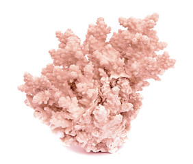 coral on white background © Dmitry