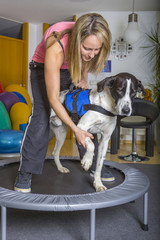 Behandlung Hund