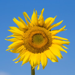 Naklejka premium Sunflowers and blue sky