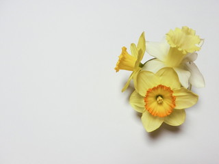 Obraz premium 水仙