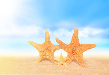 Summer beach. Family of Starfish on the seashore.