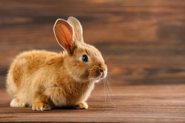 Little rabbit on wooden background