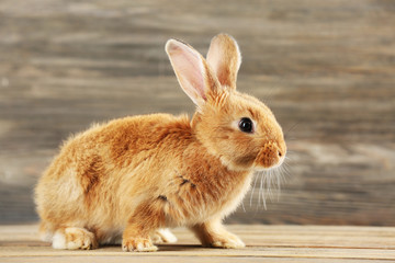 Little rabbit on wooden background