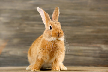 Little rabbit on wooden background