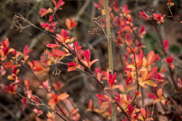 Red leaves branch
