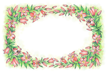 Delicate pink lily. Pencil drawing