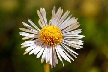 Obraz premium Single daisy flower on green bokeh background with sunshine.