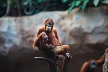 Portrait of female orangutan - obrazy, fototapety, plakaty