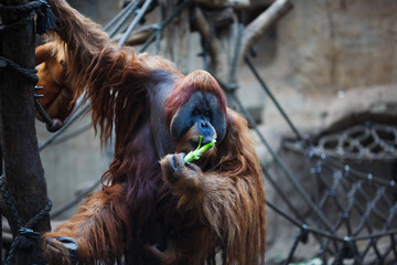 Portrait of adult orangutan