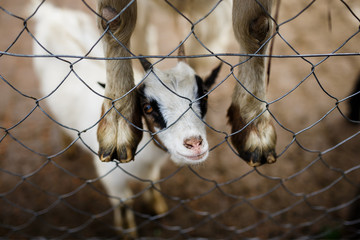 Funny kid of goat
