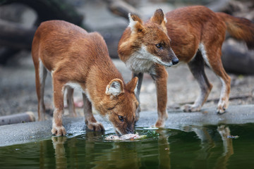 Two red wolf