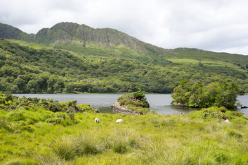 white sheep on the kerry way