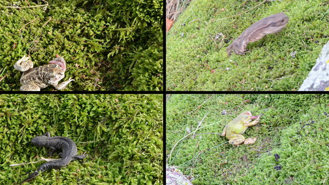 Amphibia toad, frogs and triton on moss. Video clips collage.