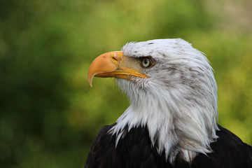 Obraz premium Weißkopfseeadler