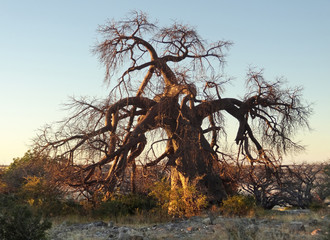 chestnut tree at Kubu Island