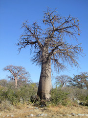 Fototapeta na wymiar Baobab tree at Kubu Island