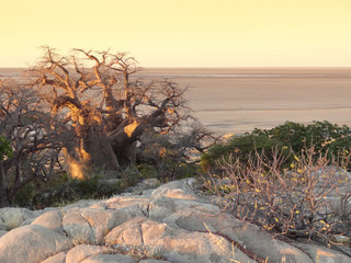 Baobab tree at Kubu Island