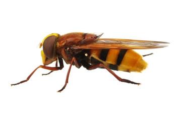 Horsefly