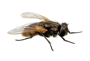 fly on a white