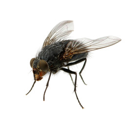 fly on a white