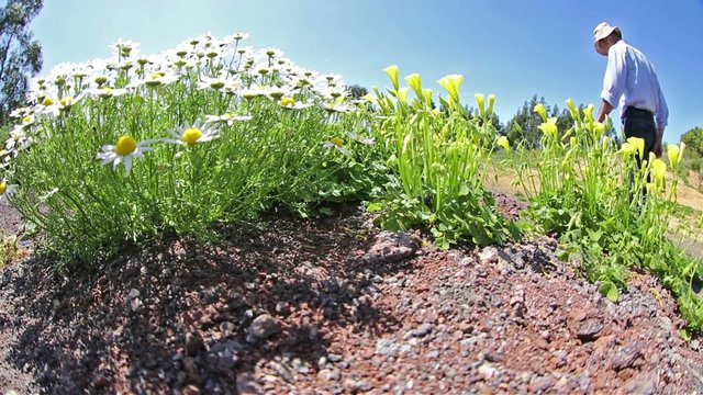 walk in the countryside with wildflowers on a spring sunny day