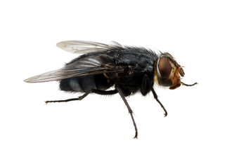 fly on a white