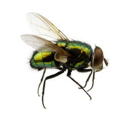 green fly
