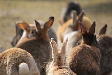 うさぎ（大久野島）