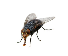 fly on a white