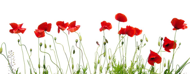 coquelicot rouge