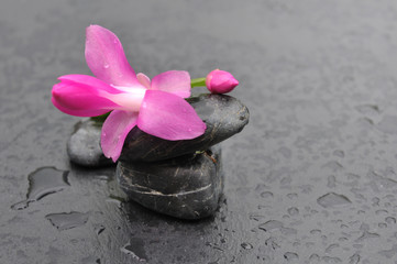 Fototapeta na wymiar fleur de cactée sur galets noirs mouillés