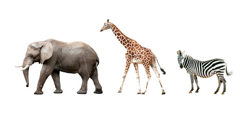 African animals isolated on white background