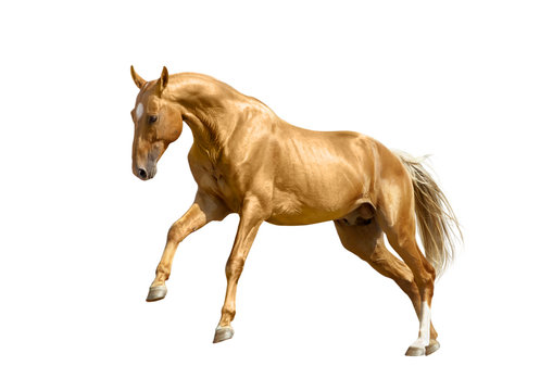 palomino horse isolated on white