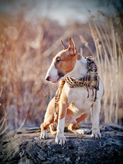 The dog of breed a bull terrier