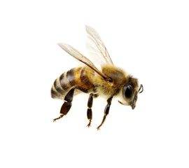 Abwaschbare Fototapete Biene Biene